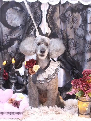 20231001さくらちゃん